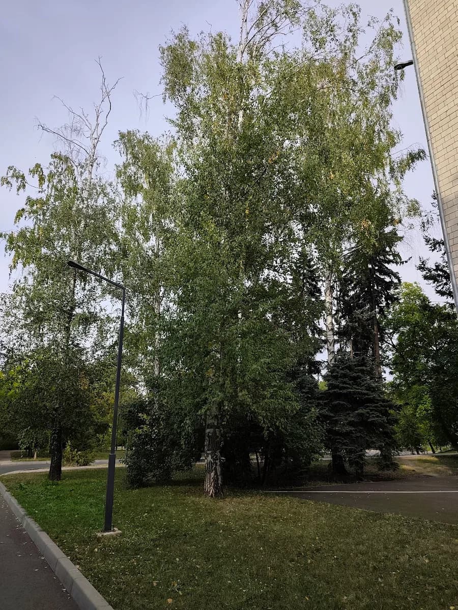 Instituția Medico-Sanitară Publică Spitalul de Stat